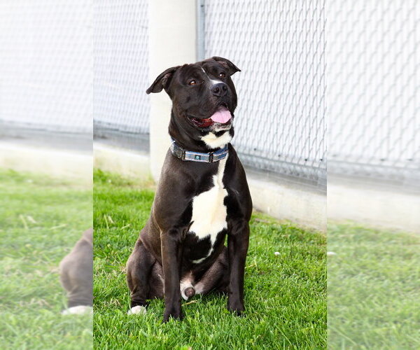 Medium Photo #2 Mutt Puppy For Sale in Evansville, IN, USA