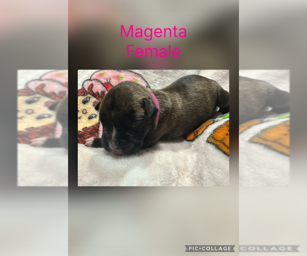 Medium Photo #3 Boxer Puppy For Sale in RALEIGH, NC, USA