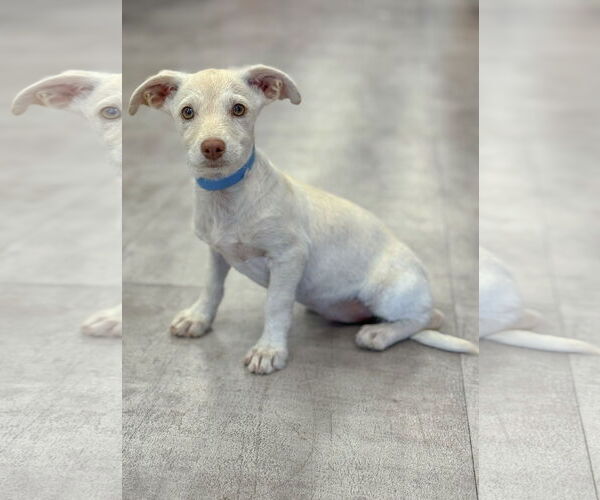 Medium Photo #1 Dachshund-Unknown Mix Puppy For Sale in PIPE CREEK, TX, USA