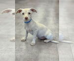 Small Dachshund Mix