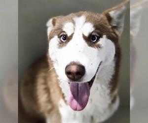 Siberian Husky Dogs for adoption in Bakersfield, CA, USA