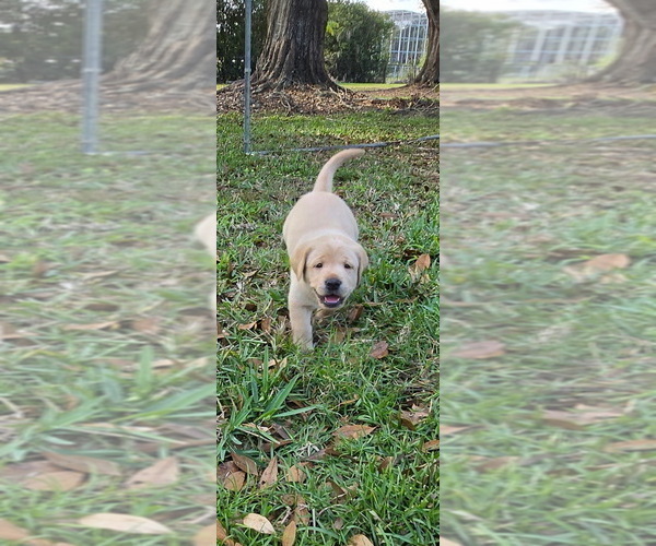 Medium Photo #5 Labrador Retriever Puppy For Sale in KISSIMMEE, FL, USA