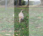 Small #4 Labrador Retriever