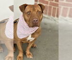 Small #15 American Pit Bull Terrier