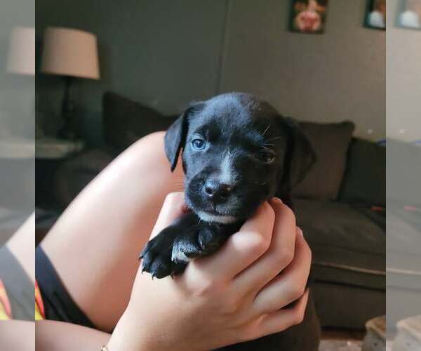 Medium Photo #2 Labrador Retriever-Unknown Mix Puppy For Sale in New London, WI, USA