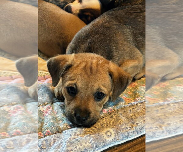 Medium Photo #1 Black Mouth Cur-Dachshund Mix Puppy For Sale in Royal Palm Beach, FL, USA