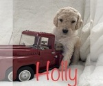 Small Photo #4 Goldendoodle Puppy For Sale in DENVER, CO, USA