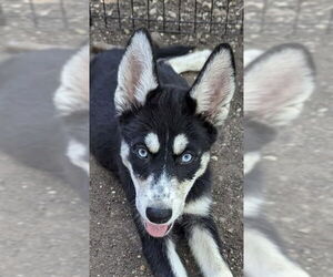 Medium Huskies  Mix