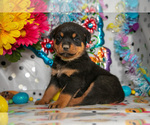 Puppy Hank Rottweiler