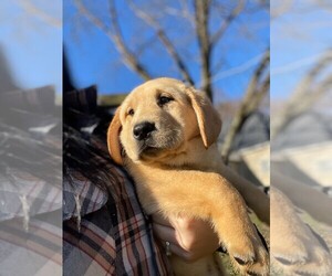 Labrador Retriever Dog for Adoption in MAYSVILLE, Georgia USA