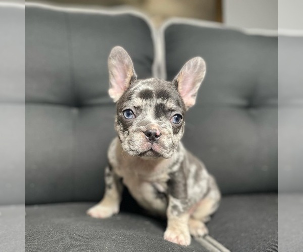 Medium Photo #1 French Bulldog Puppy For Sale in MC DONOUGH, GA, USA