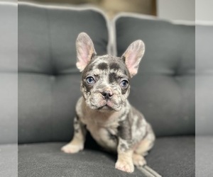 Medium French Bulldog