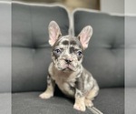 Small Photo #1 French Bulldog Puppy For Sale in MC DONOUGH, GA, USA