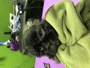 Shih Tzu Puppy for sale in TWINSBURG, OH, USA