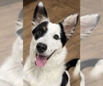 Small Border Collie Mix