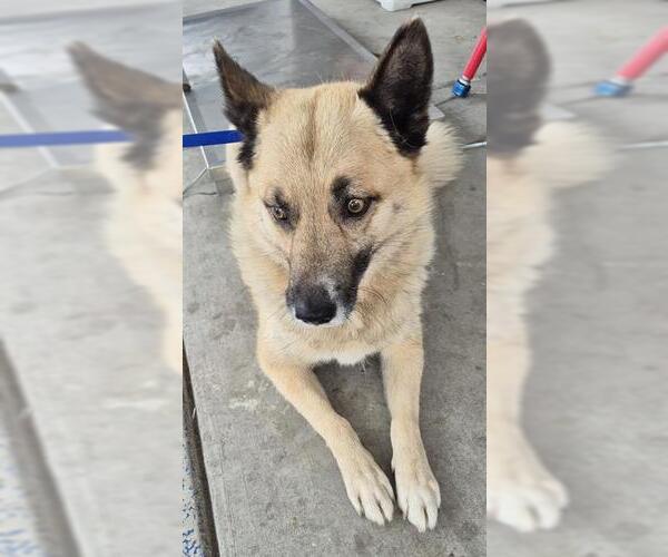 Medium Photo #1 Siberian Husky-Unknown Mix Puppy For Sale in Bakersfield, CA, USA