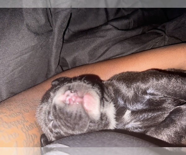 Medium Photo #6 Cane Corso-German Shepherd Dog Mix Puppy For Sale in SPRING, TX, USA