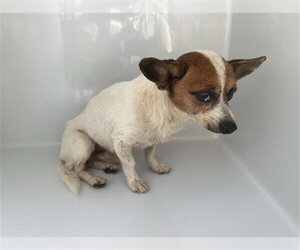 Chihuahua-Unknown Mix Dogs for adoption in Houston, TX, USA