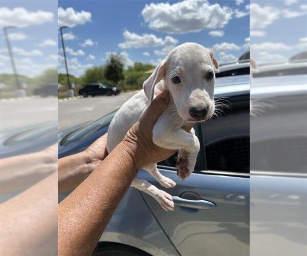 Medium Photo #1 Mutt Puppy For Sale in San Antonio, TX, USA