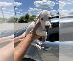 Mutt Dogs for adoption in San Antonio, TX, USA