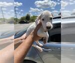 Small Mutt