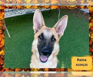 German Shepherd Dog-Unknown Mix Dogs for adoption in Ojai, CA, USA