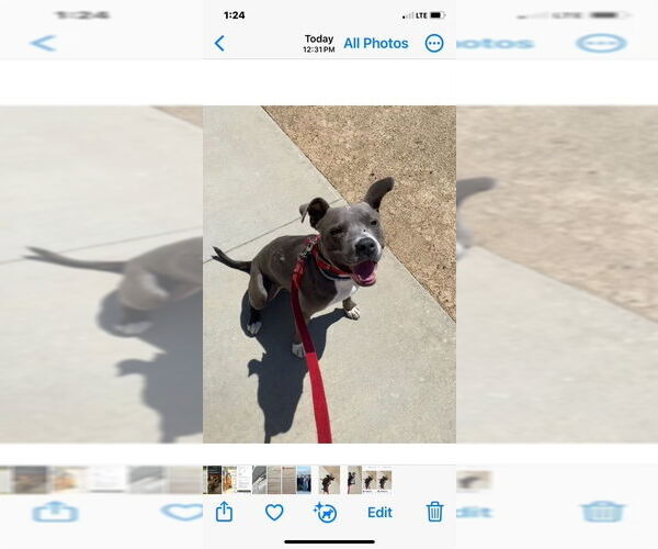 Medium Photo #4 American Staffordshire Terrier-Unknown Mix Puppy For Sale in Dana Point, CA, USA