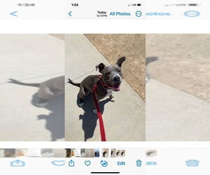 Luke - Male American Staffordshire Terrier-Unknown Mix Dog for Adoption - Photo #4