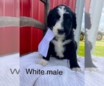 Small #6 Bernedoodle