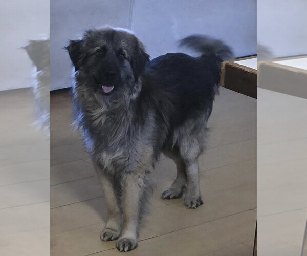 Medium Photo #3 Anatolian Shepherd-Unknown Mix Puppy For Sale in Alexander, AR, USA