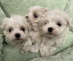 Small #4 Maltese