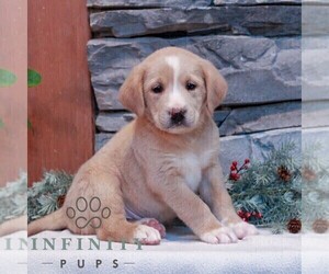 Bernedoodle (Miniature)-Labrador Retriever Mix Puppy for sale in LEBANON, PA, USA