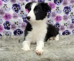 Small Photo #7 Border Collie Puppy For Sale in BLAKESBURG, IA, USA