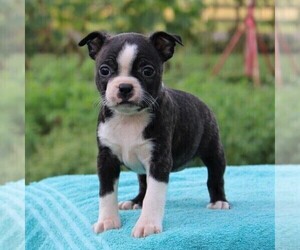 Medium Boston Terrier