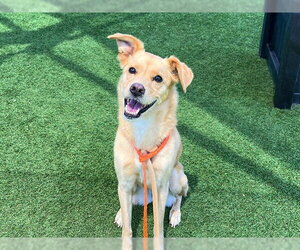 Labrador Retriever-Unknown Mix Dogs for adoption in Orange, CA, USA