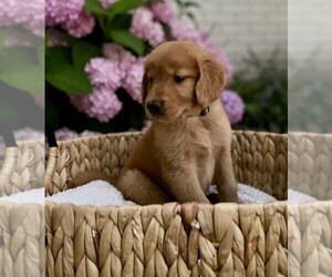 Medium Golden Retriever