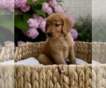 Puppy Green Boy Golden Retriever