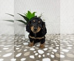 Small #3 Dachshund