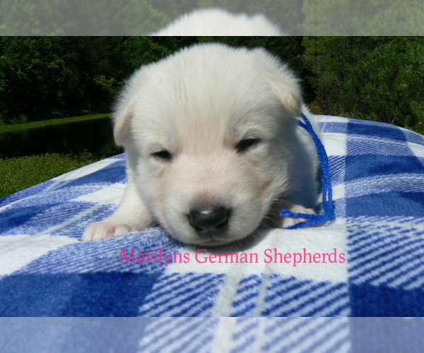 Medium Photo #4 German Shepherd Dog Puppy For Sale in PIEDMONT, MO, USA