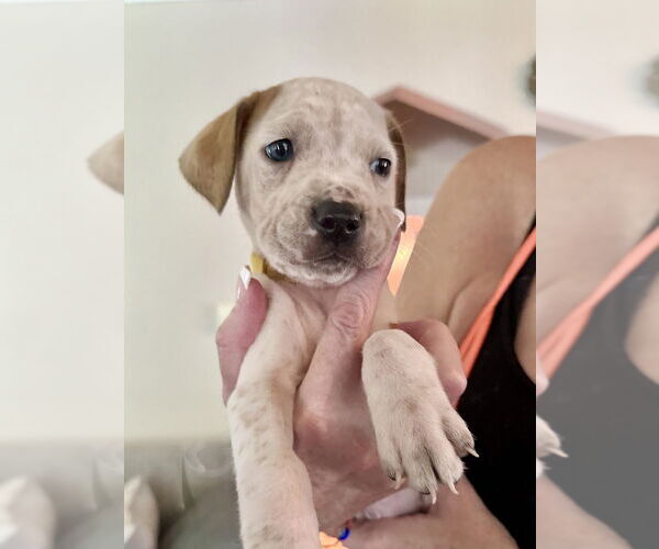 Medium Photo #3 American Staffordshire Terrier-Unknown Mix Puppy For Sale in Brewster, NY, USA