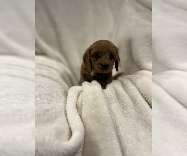 Medium Photo #5 Cockapoo (Miniature) Puppy For Sale in LOGAN, IA, USA
