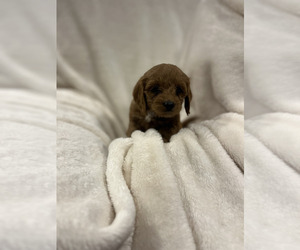Medium Cockapoo (Miniature)