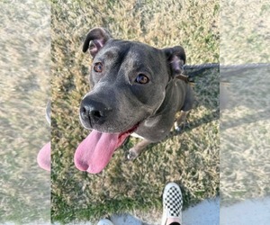 Dixie - Female American Pit Bull Terrier Dog for Adoption - Photo #4