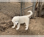 Small Photo #11 Labrenees Puppy For Sale in CEDAR HILL, TX, USA