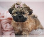 Puppy Puppy 4 Shih Tzu