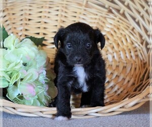 Jack Russell Terrier-Poodle (Toy) Mix Puppy for sale in FREDERICKSBG, OH, USA