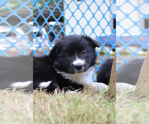 Medium Photo #1 Border Collie Puppy For Sale in GRANITE FALLS, WA, USA