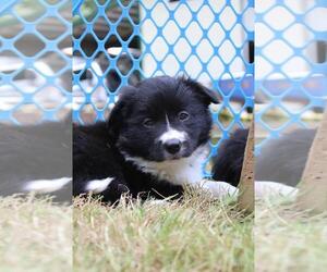Medium Border Collie