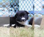 Puppy 1 Border Collie