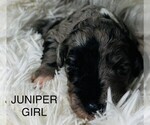 Small Photo #11 Sheepadoodle Puppy For Sale in BUFFALO, MN, USA